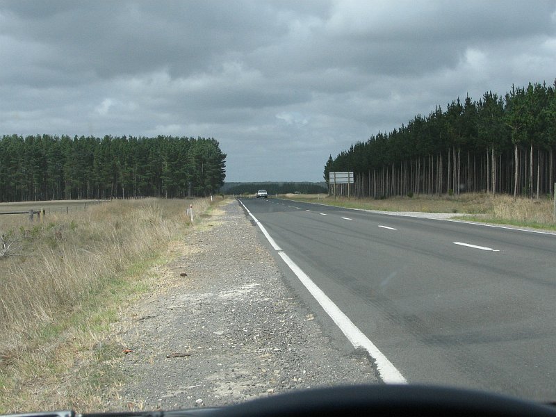 Pine plantation