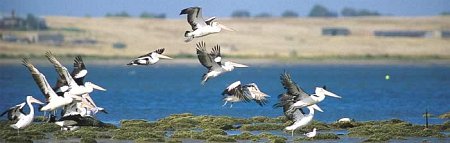 Pelicans in the Coorong