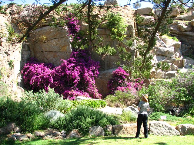 Bougainvilleas